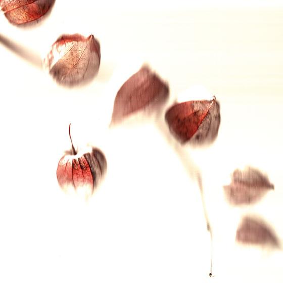 Physalis 1 Physalis 1