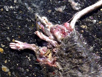 La Chaux-de-Fonds:  rat mort dans l'indifférence
