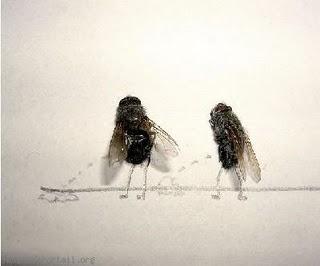 Tue-mouche Tue-mouche