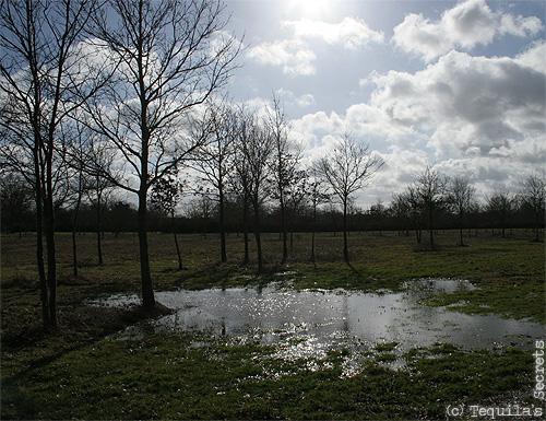 Il y a campagne et campagne....les élections et le printemps... pré inondé