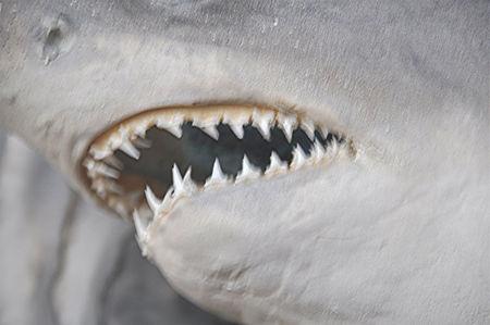 grand moment de solitude dents_de_la_mer