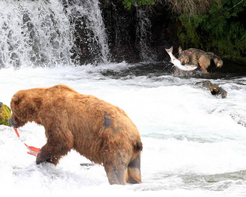 loup4 OPENING DAY/L’OUVERTURE