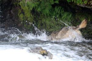 loup3 OPENING DAY/L’OUVERTURE