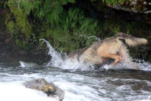 loup2 OPENING DAY/L’OUVERTURE