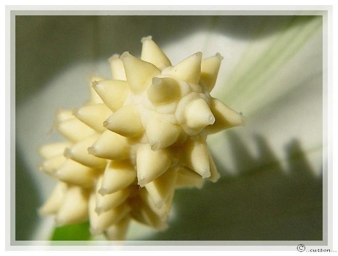 Spathiphyllum Spatiphyllum