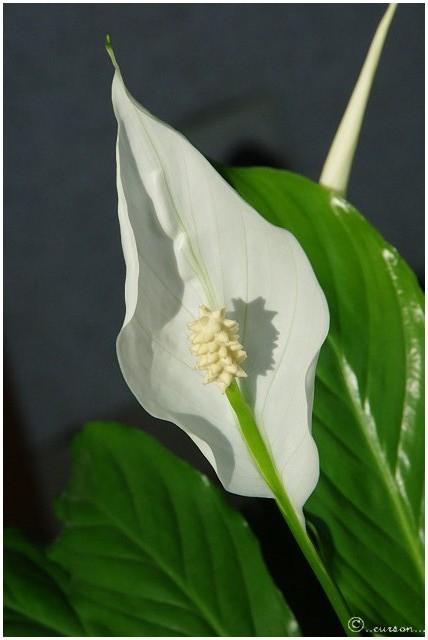Spathiphyllum Spatiphyllum1
