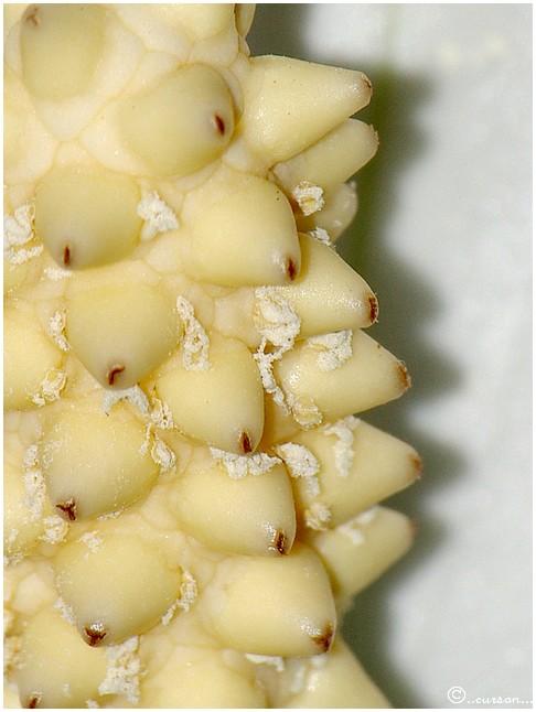 Spathiphyllum Spatiphyllum2