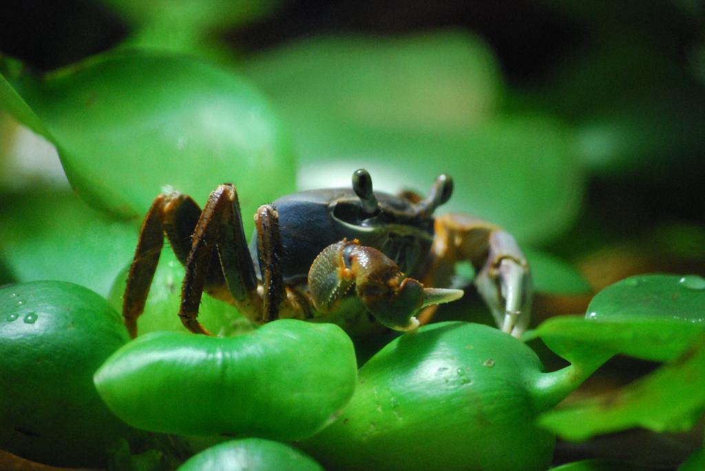 It's Monday, says the crab