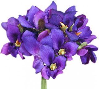 La violette de Toulouse disparait Violettes