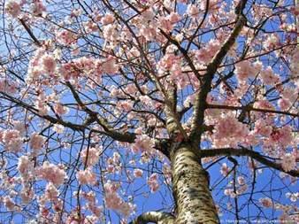 Le printemps s'installe t-il ? Le printemps s'installe t-il ?