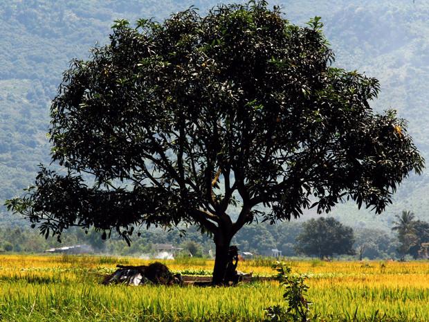 Sous les arbres à Hué, au Vietnam Sous les arbres à Hué, au Vietnam