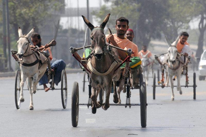 Dans les rues de Karachi, au Pakistan, une manifestation sportive traditionnelle a été organisée dimanche 14 mars : celle d’une course de chariots tirés par des ânes.