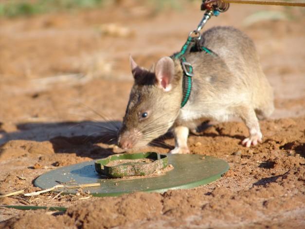 rat mine 1 La nature nous a offert le Rat pour sauver des vies ...