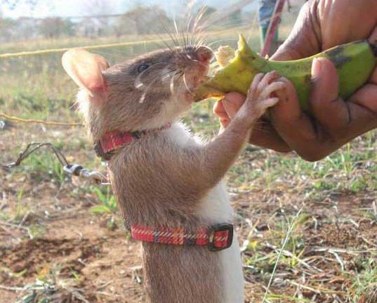 rat mine 2 La nature nous a offert le Rat pour sauver des vies ...