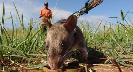 rat mine 3 La nature nous a offert le Rat pour sauver des vies ...