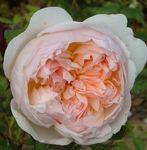 Crème visage Bourbon rose_coeur