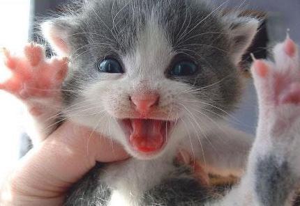 0832-bouh-chaton 0832-bouh-chaton