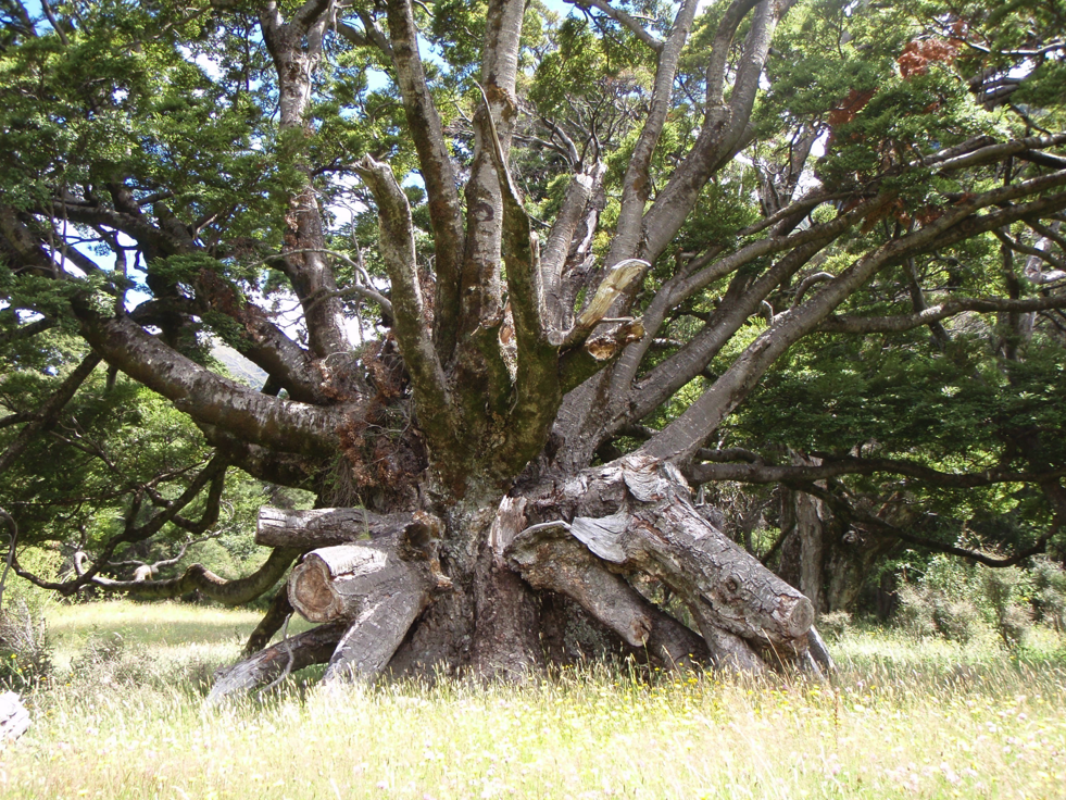 Image 20 VILMO IN NZ – WANAKA RULES