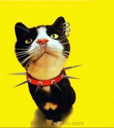 rebel attitude big_5052_rebelle_attitude2_1_.jpg