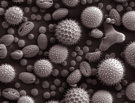 Il fait beau : attention aux allergies au pollen ! http://storage.canalblog.com/37/26/693505/50950665.jpg