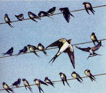 Non de dlà de non de dlà ! hirondelles