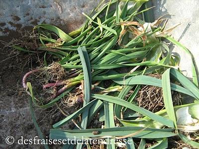 Deux rouges-gorges et un paysan du dimanche Deux rouges-gorges et un paysan du dimanche