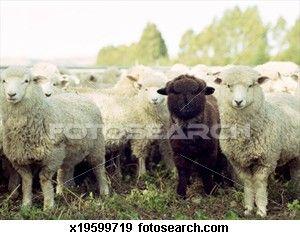 La zone extrême noir_mouton_troupeau__x19599719