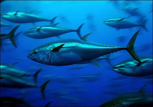 bluefin-tuna_ SHAME !!! LA HONTE !!!