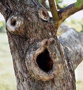 oooh surprised-tree
