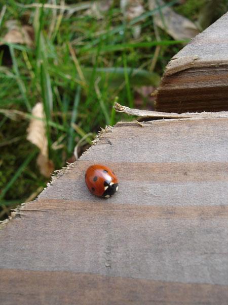 coccinelle