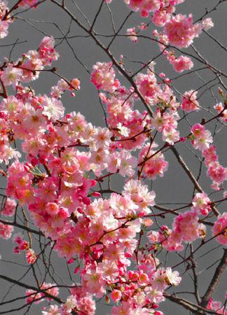 21 mars 1992 - 21 mars 2010 printemps_arbre_fleurs