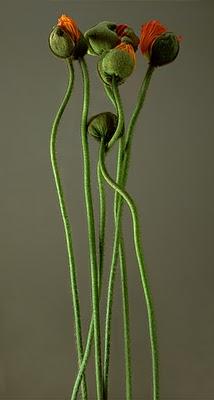 La fleur par Bill Beckley La fleur par Bill Beckley