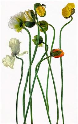 La fleur par Bill Beckley La fleur par Bill Beckley