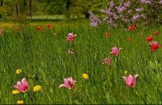 Le printemps me prit au mot... avec Joshin Luce Bachoux Le printemps me prit au mot... avec Joshin Luce Bachoux