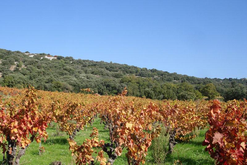 vigne d'aupilhac à montpeyroux