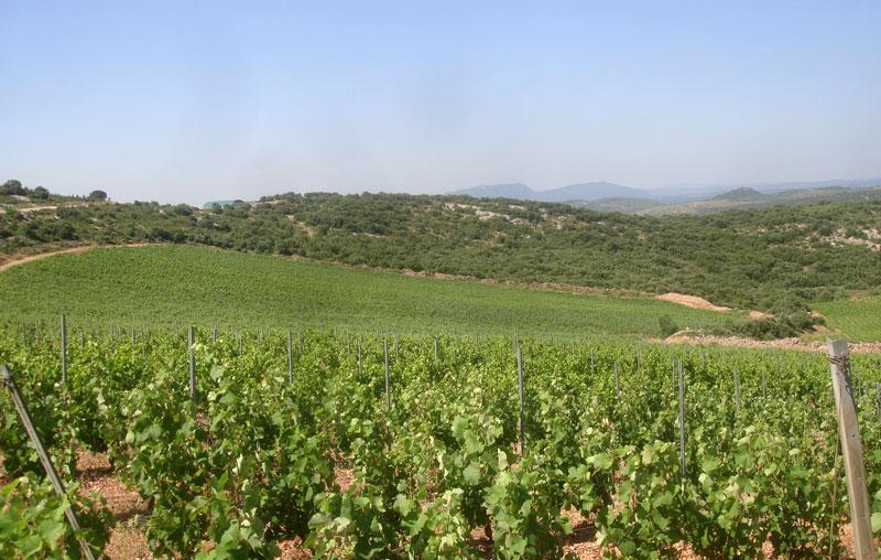 vignes des cocalieres