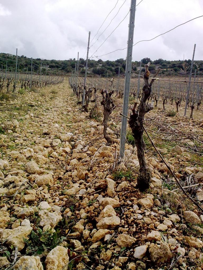 21022010930 768x1024 coup de coeur  Un dimanche au Domaine dAupilhac chez Sylvain Fadat