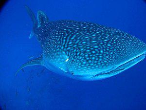 Diva s'engage dans la protection des requins-baleines requinbaleine.jpg