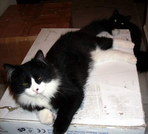 Vie de Chats, vie de Pacha + petites news de Babushka newsdeschats001