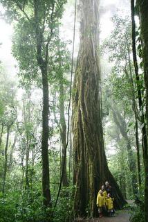 De retour de la forêt tropicale