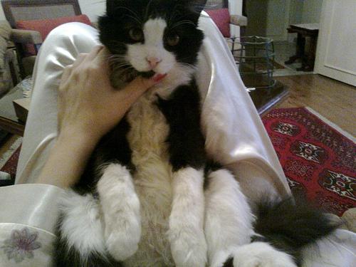 Vie de Chats, vie de Pacha + petites news de Babushka 24018_10150116506305562_620795561_11401239_5282358_n