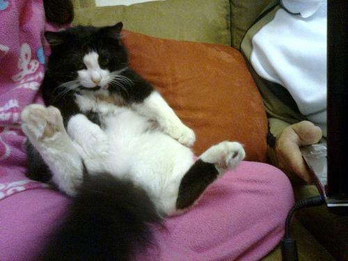 Vie de Chats, vie de Pacha + petites news de Babushka 26236_10150150804310562_620795561_11594016_6366472_n