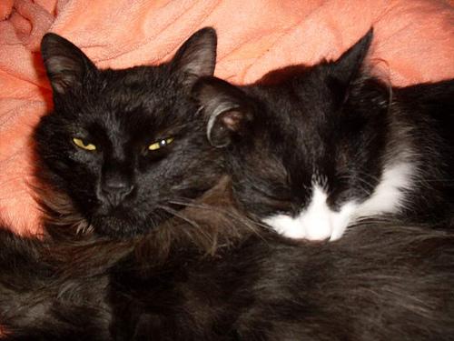 Vie de Chats, vie de Pacha + petites news de Babushka newsdeschats002
