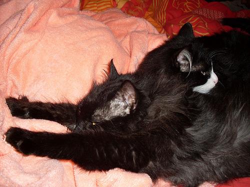 Vie de Chats, vie de Pacha + petites news de Babushka newsdeschats003