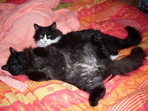 Vie de Chats, vie de Pacha + petites news de Babushka newsdeschats004