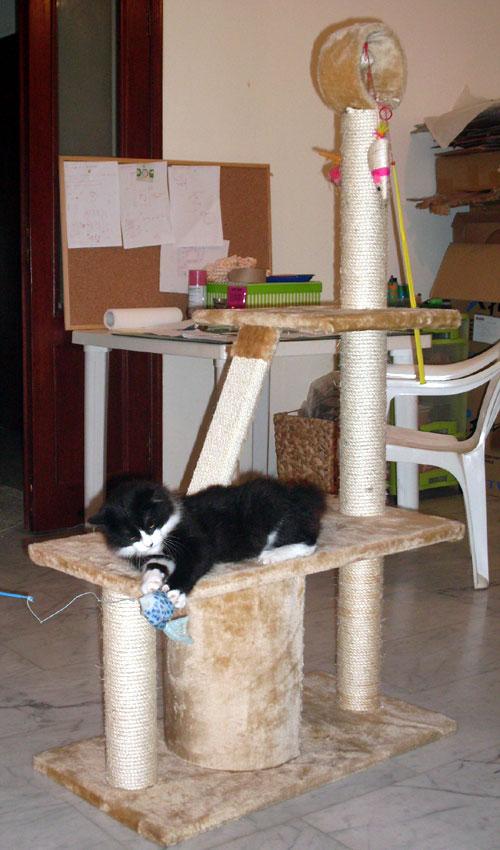 Vie de Chats, vie de Pacha + petites news de Babushka newsdeschats006