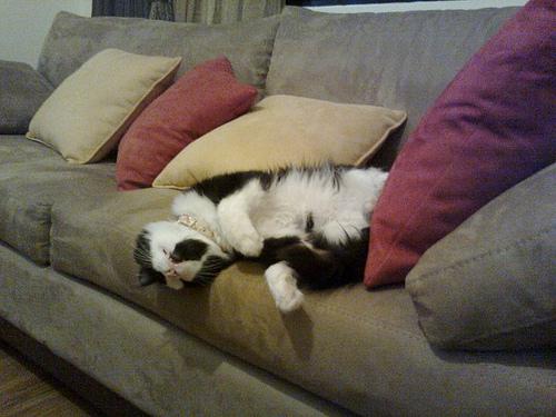 Vie de Chats, vie de Pacha + petites news de Babushka 25566_10150143784175562_620795561_11543608_2585458_n