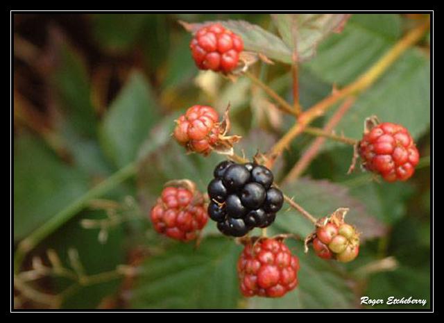 Ronce noire (Mûre) - Le fruit