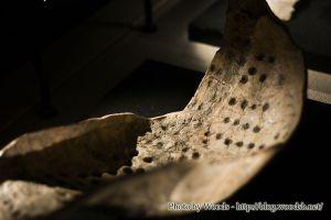 Carapace de tortue gravée au musée de Jinsha - Chengdu Carapace de tortue gravée au musée de Jinsha - Chengdu