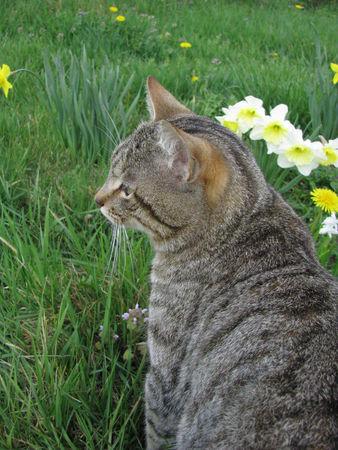 Chat fleuri